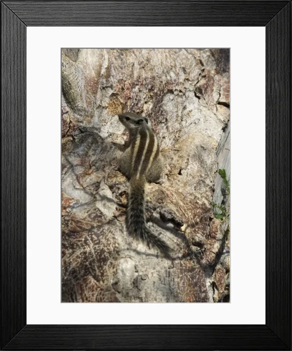 Framed Print : Northern Palm / Five-striped Palm Squirrel Found in the northern half of India in woodlands but also in urban areas with trees. Photographed in Jodhpur at the Palace Gates for the Hill Fort, India, Asia Framed Print : Northern Palm / Five-striped Palm Squirrel Found in the northern half of India in woodlands but also in urban areas with trees. Photographed in Jodhpur at the Palace Gates for the Hill Fort, India, Asia