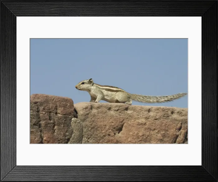Framed Print : Northern Palm / Five-striped Palm Squirrel Found in the northern half of India in woodlands but also in urban areas with trees. Photographed in Jodhpur, at the Palace gates for the Hill Fort, India, Asia Framed Print : Northern Palm / Five-striped Palm Squirrel Found in the northern half of India in woodlands but also in urban areas with trees. Photographed in Jodhpur, at the Palace gates for the Hill Fort, India, Asia