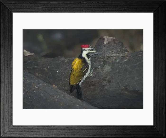 Framed Print : Black-rumped Flameback / Lesser Flame-backed Woodpecker / Lesser Golden Backed Woodpecker - On fallen tree trunk. Found in light forest, plantations and open country with some trees. Photographed in Keoladeo Ghana National Park, Bharaptur Framed Print : Black-rumped Flameback / Lesser Flame-backed Woodpecker / Lesser Golden Backed Woodpecker - On fallen tree trunk. Found in light forest, plantations and open country with some trees. Photographed in Keoladeo Ghana National Park, Bharaptur