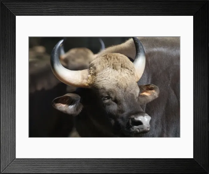 Framed Print : Gaur Gaur are the wild cattle from which domesticated breeds are descended. Inhabits savannah woodlands, lowland tropical rainforests and the hill forests of India Framed Print : Gaur Gaur are the wild cattle from which domesticated breeds are descended. Inhabits savannah woodlands, lowland tropical rainforests and the hill forests of India