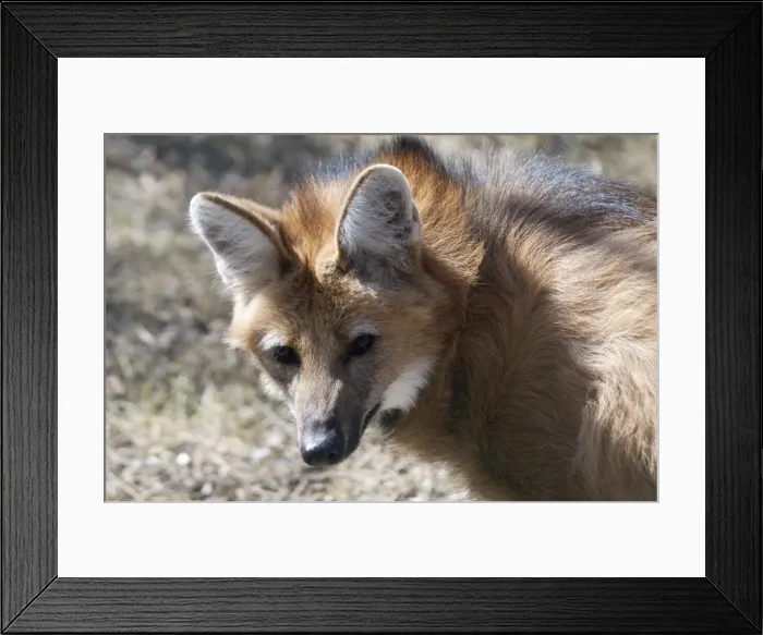 Framed Print : Maned Wolf An endangered South American mammal. The large ears serve as heat radiators as well as sound detectors Framed Print : Maned Wolf An endangered South American mammal. The large ears serve as heat radiators as well as sound detectors