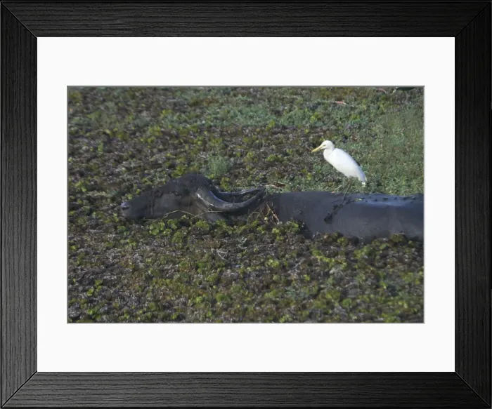 Framed Print : Water Buffalo with Cattle Egret on back Photographed at Carambolim Lake, Goa, India, Asia Framed Print : Water Buffalo with Cattle Egret on back Photographed at Carambolim Lake, Goa, India, Asia