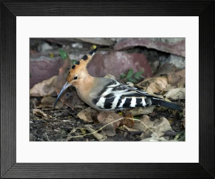 Framed Print : Common Hoopoe - On ground Indian resident and winter visitor. Inhabits open country, cultivated areas and rural villages. Photographed in Keoladeo Ghana National Park, Bharaptur, India, Asia Framed Print : Common Hoopoe - On ground Indian resident and winter visitor. Inhabits open country, cultivated areas and rural villages. Photographed in Keoladeo Ghana National Park, Bharaptur, India, Asia