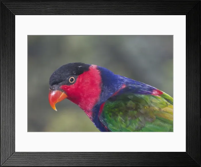 Framed Print : Black-capped Lory - Found in Eastern Indonesia and Papua New Guinea chiefly in forests of the lowlands and foothills. Sometimes in coconut plantations. Photographed in Jurong Bird Park Framed Print : Black-capped Lory - Found in Eastern Indonesia and Papua New Guinea chiefly in forests of the lowlands and foothills. Sometimes in coconut plantations. Photographed in Jurong Bird Park
