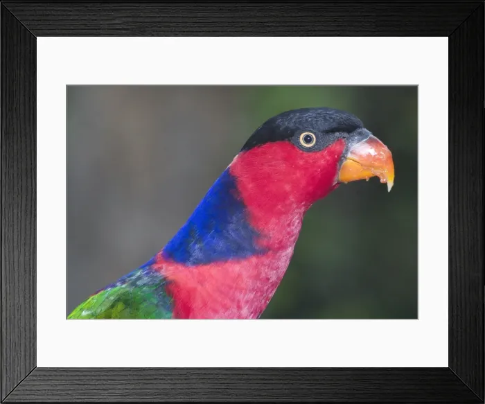 Framed Print : Black-capped Lory - Found in Eastern Indonesia and Papua New Guinea chiefly in forests of the lowlands and foothills. Sometimes in coconut plantations. Photographed in Jurong Bird Park Framed Print : Black-capped Lory - Found in Eastern Indonesia and Papua New Guinea chiefly in forests of the lowlands and foothills. Sometimes in coconut plantations. Photographed in Jurong Bird Park
