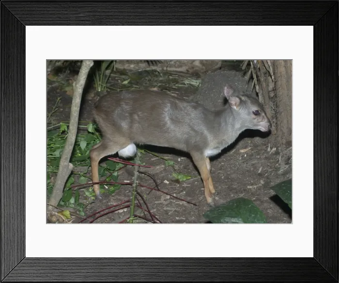 Framed Print : Blue Duiker - Found in eastern and southeastern forests of Africa Framed Print : Blue Duiker - Found in eastern and southeastern forests of Africa