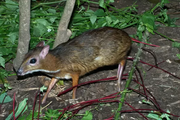 Lesser Mouse Deer - Found in primary and secondary forests of southeast Asia. It is a nocturnal herbivore found in monogamous pairs