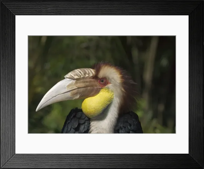 Framed Print : Plain-pouched Hornbill - Close up of head. Described as Vulnerable in the Red Data Book. Isolated populations in Myanmar, Thailand and Peninsular Malaysia. Inhabits mixed deciduous and dry evergreen and tropical wet forests Framed Print : Plain-pouched Hornbill - Close up of head. Described as Vulnerable in the Red Data Book. Isolated populations in Myanmar, Thailand and Peninsular Malaysia. Inhabits mixed deciduous and dry evergreen and tropical wet forests