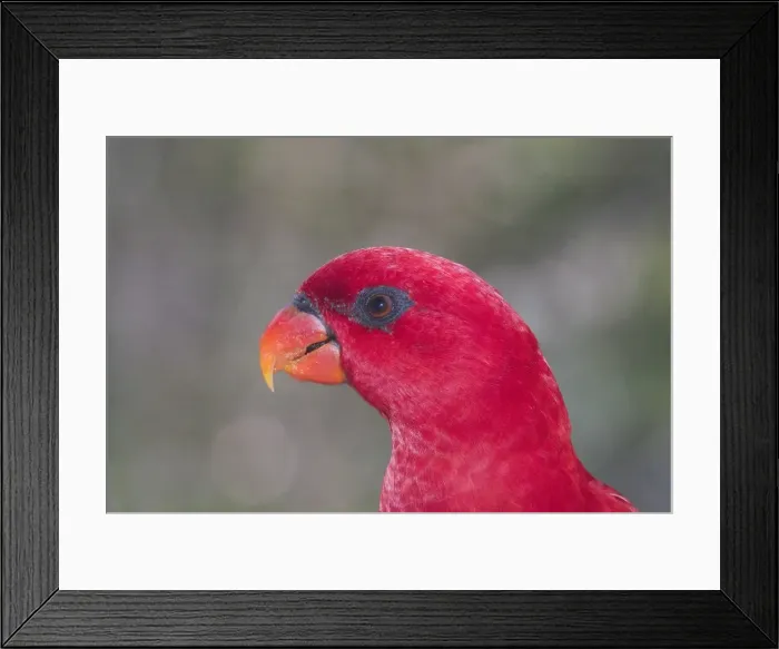 Framed Print : Red Lory - Close up of head. Found in Indonesia (Amboina) in forested areas in lowland and hillcountry Framed Print : Red Lory - Close up of head. Found in Indonesia (Amboina) in forested areas in lowland and hillcountry