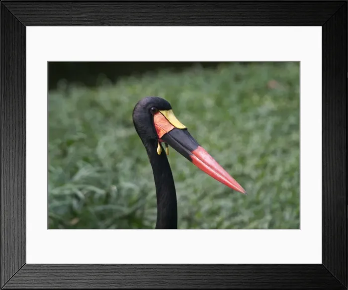 Framed Print : Saddle-billed Stork - Close up of head The tallest African stork found in Subsaharan Africa Framed Print : Saddle-billed Stork - Close up of head The tallest African stork found in Subsaharan Africa