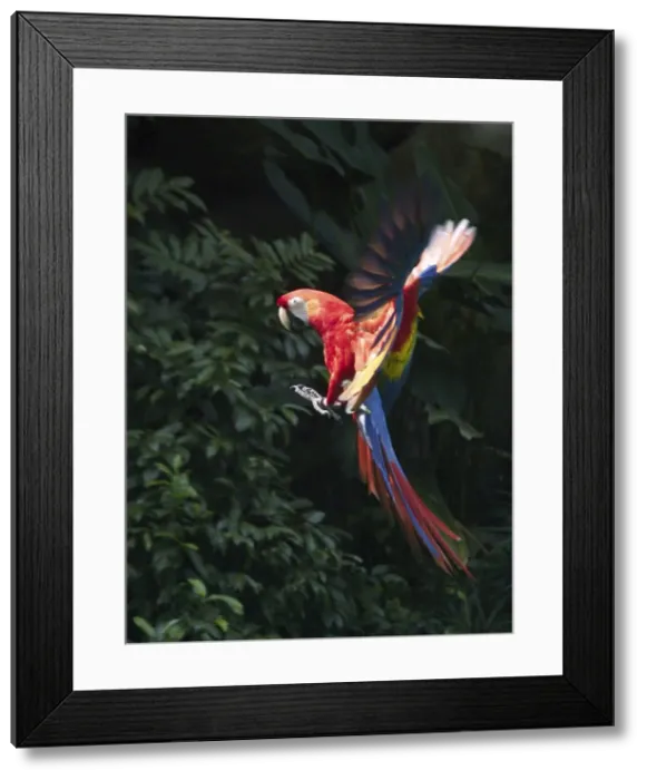 Framed Print : Scarlet Macaw - In flight Found in the rainforests of Central and South America Framed Print : Scarlet Macaw - In flight Found in the rainforests of Central and South America