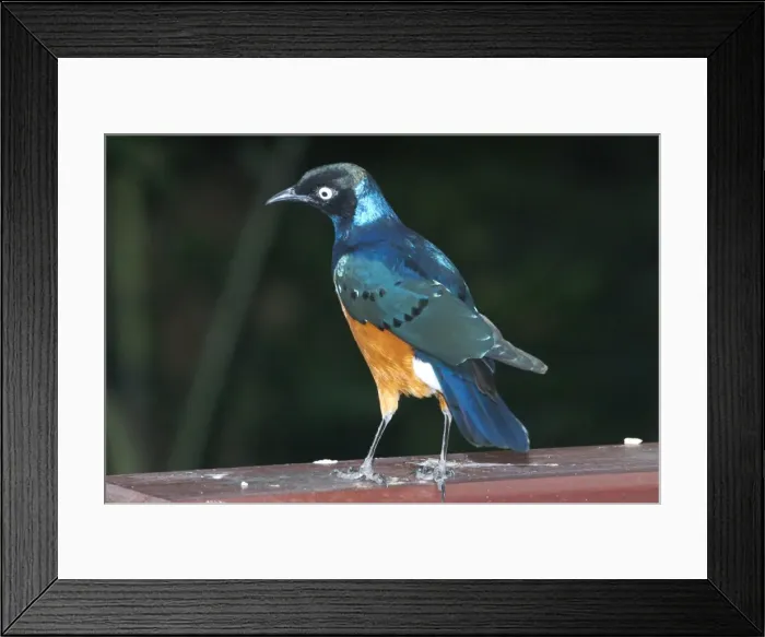 Framed Print : Superb Starling - A northeast African species inhabiting woodland, thornbushes, acacia, cultivated areas and towns. Sometimes around herds of animals. Gregarious Framed Print : Superb Starling - A northeast African species inhabiting woodland, thornbushes, acacia, cultivated areas and towns. Sometimes around herds of animals. Gregarious
