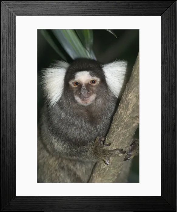 Framed Print : Common / Cotton-eared Marmoset - A resident of Brazilian rainforests where it eats insects, fruit and tree sap. These animals are used in biomedical research. Often captured for the pet trade Framed Print : Common / Cotton-eared Marmoset - A resident of Brazilian rainforests where it eats insects, fruit and tree sap. These animals are used in biomedical research. Often captured for the pet trade