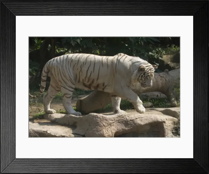 Framed Print : White Tiger - White Tigers have no conservation value and breeding them is controversial. They are Bengal Tigers Framed Print : White Tiger - White Tigers have no conservation value and breeding them is controversial. They are Bengal Tigers