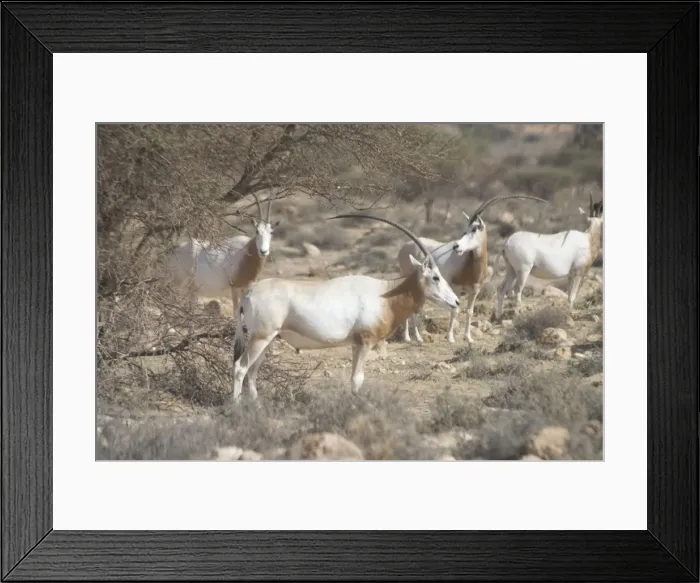 Framed Print : Scimitar Horned Oryx - Reintroduced to Bou Hedma National Park in 1993, Tunisia, North Africa Framed Print : Scimitar Horned Oryx - Reintroduced to Bou Hedma National Park in 1993, Tunisia, North Africa