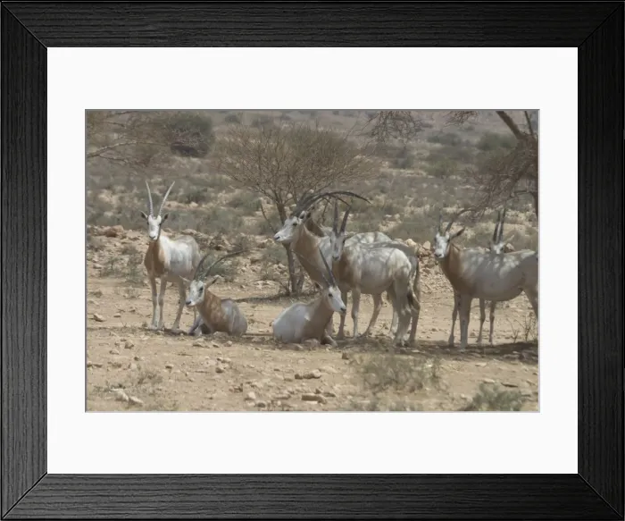 Framed Print : Scimitar Horned Oryx - Reintroduced to Bou Hedma National Park in 1993, Tunisia, North Africa Framed Print : Scimitar Horned Oryx - Reintroduced to Bou Hedma National Park in 1993, Tunisia, North Africa