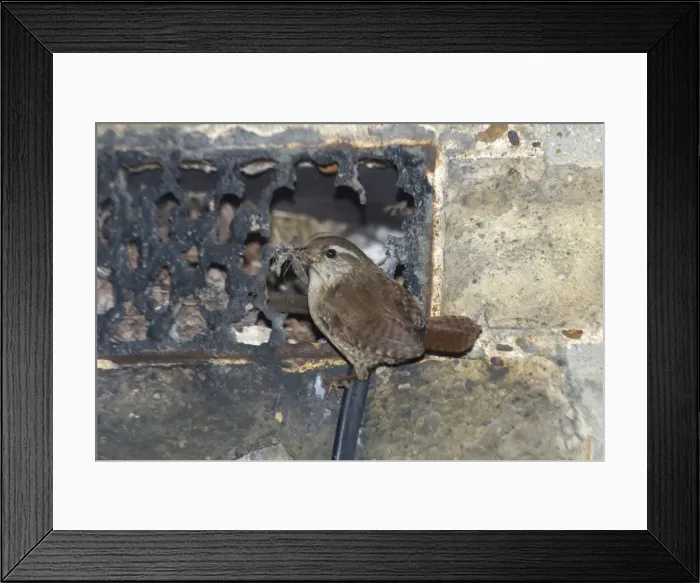 Framed Print : Wren at nest - With food in mouth at nest entrance in a broken grille in an exterior house wall. London, England Framed Print : Wren at nest - With food in mouth at nest entrance in a broken grille in an exterior house wall. London, England