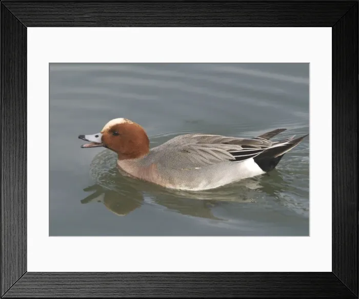 Framed Print : Wigeon, swimming - England Framed Print : Wigeon, swimming - England