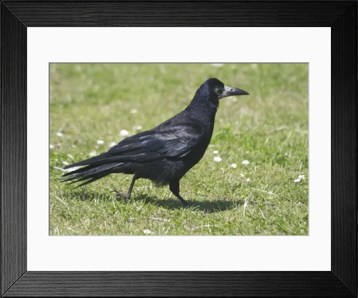 Framed Print : Rook walking on grass. Near Dundee, Scotland