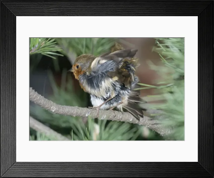 Framed Print : Robin shaking feathers. Shaking feathers while preening. In London at Ealing. England Framed Print : Robin shaking feathers. Shaking feathers while preening. In London at Ealing. England