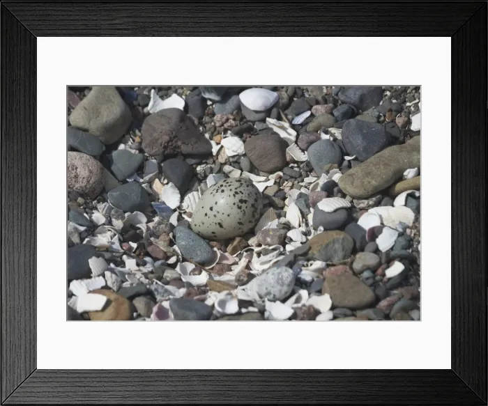 Framed Print : Ringed Plover nest and egg. - At Corsethorn Beach, Dumfries and Galloway, South-west Scotland Framed Print : Ringed Plover nest and egg. - At Corsethorn Beach, Dumfries and Galloway, South-west Scotland