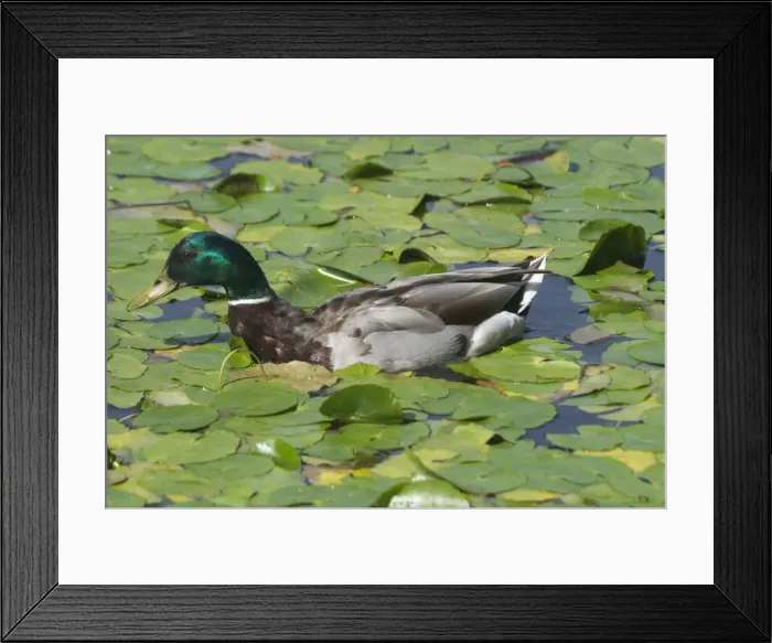 Framed Print : Mallard - Drake swimming in waterlilies in Edinburgh Botanic Gardens, Scotland Framed Print : Mallard - Drake swimming in waterlilies in Edinburgh Botanic Gardens, Scotland