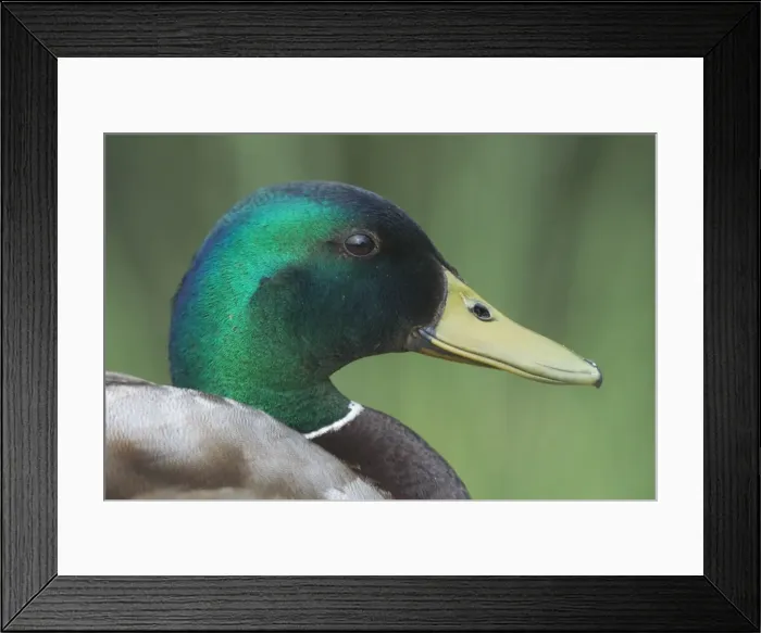 Framed Print : Mallard - Drake, Close-up of head. England Framed Print : Mallard - Drake, Close-up of head. England