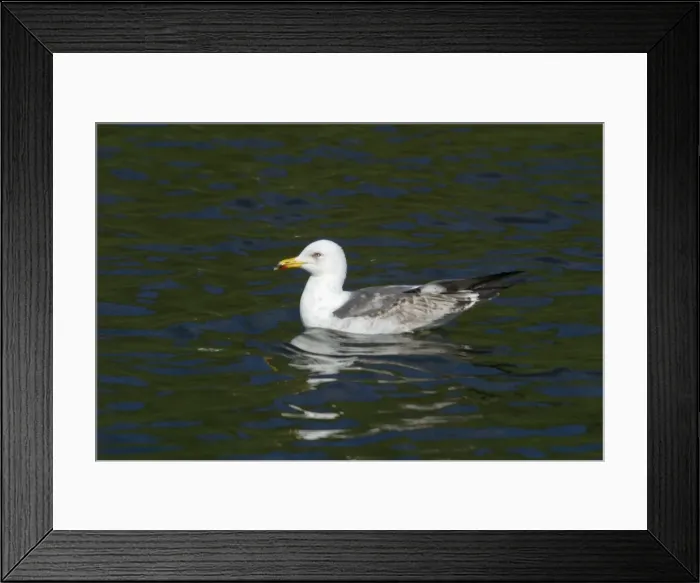 Framed Print : Lesser Black-backed Gull, immature, swimming. Near Arthur's Seat, Edinburgh, Scotland Framed Print : Lesser Black-backed Gull, immature, swimming. Near Arthur's Seat, Edinburgh, Scotland