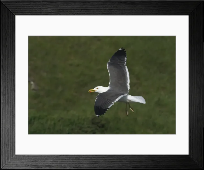 Framed Print : Lesser Black-backed Gull - In flight, Near Arthur's Seat, Edinburgh, Scotland Framed Print : Lesser Black-backed Gull - In flight, Near Arthur's Seat, Edinburgh, Scotland