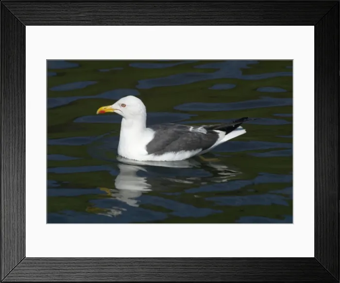 Framed Print : Lesser Black-backed Gull - Swimming, Near Arthur's Seat, Edinburgh, Scotland Framed Print : Lesser Black-backed Gull - Swimming, Near Arthur's Seat, Edinburgh, Scotland