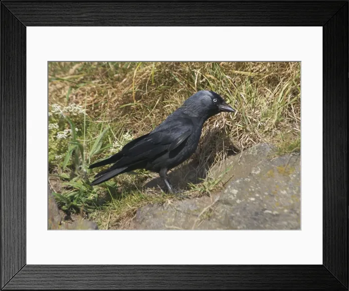 Framed Print : Jackdaw on the ground. Near Arthur's Seat, Edinburgh, Scotland Framed Print : Jackdaw on the ground. Near Arthur's Seat, Edinburgh, Scotland