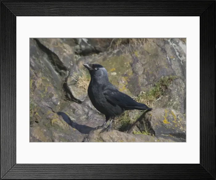 Framed Print : Jackdaw standing on rocks. Near Arthur's Seat, Edinburgh, Scotland Framed Print : Jackdaw standing on rocks. Near Arthur's Seat, Edinburgh, Scotland