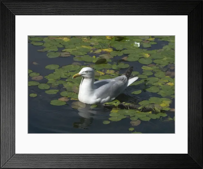 Framed Print : Herring Gull swimming. Swimming among waterlilies in Edinburgh Botanic Gardens, Scotland Framed Print : Herring Gull swimming. Swimming among waterlilies in Edinburgh Botanic Gardens, Scotland
