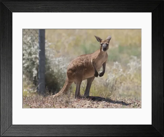 Framed Print : Euro - Inhabits dry rocky areas of inland and western Australia. This subspecies erubescens is known as Euro or Red Wallaroo and the eastern subspecies robustus is called Grey Wallaroo Framed Print : Euro - Inhabits dry rocky areas of inland and western Australia. This subspecies erubescens is known as Euro or Red Wallaroo and the eastern subspecies robustus is called Grey Wallaroo