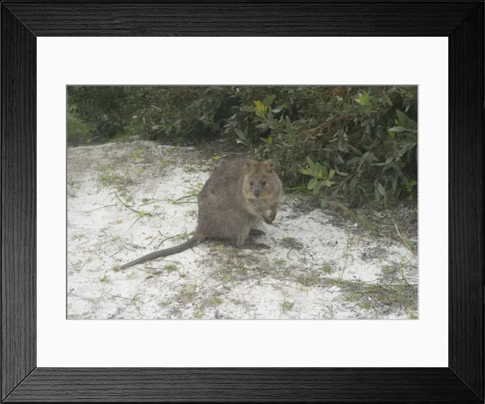 Framed Print : Quokka - This marsupial is endemic to the south western corner of Australia where it lives in forest and heathland. On Rottnest Island where this photo was taken it is a tourist icon but it is regarded as vulnerable Framed Print : Quokka - This marsupial is endemic to the south western corner of Australia where it lives in forest and heathland. On Rottnest Island where this photo was taken it is a tourist icon but it is regarded as vulnerable