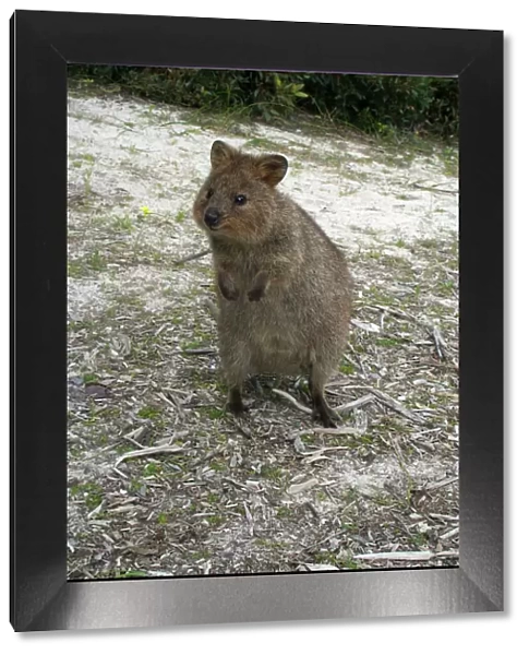 Quokka - This marsupial is endemic to the south western corner of Australia where it lives in forest and heathland. On Rottnest Island where this photo was taken it is a tourist icon but it is regarded as vulnerable