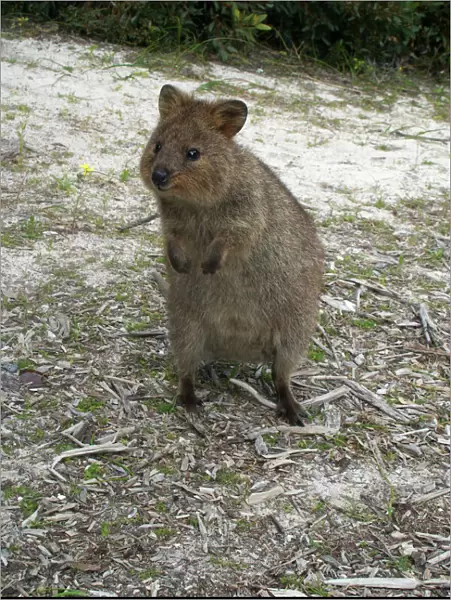 Quokka - This marsupial is endemic to the south western corner of Australia where it lives in forest and heathland. On Rottnest Island where this photo was taken it is a tourist icon but it is regarded as vulnerable