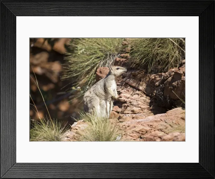 Framed Print : Short-eared Rock Wallaby Found only in the far north of tropical Australia. Inhabits cliffs, hills and gorges that occur in open grassy woodlands. Usually rests by day and feeds on grasses by night. At Lake Argyle, Western Australia Framed Print : Short-eared Rock Wallaby Found only in the far north of tropical Australia. Inhabits cliffs, hills and gorges that occur in open grassy woodlands. Usually rests by day and feeds on grasses by night. At Lake Argyle, Western Australia