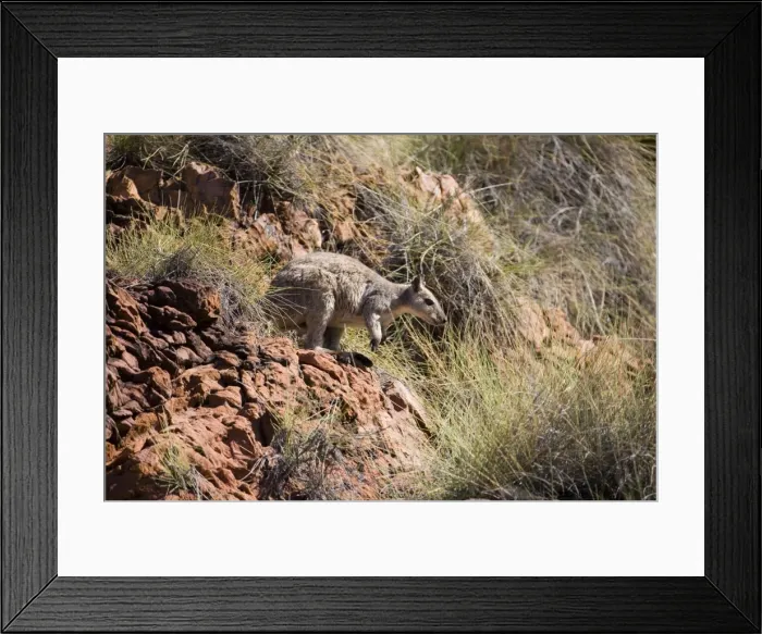 Framed Print : Short-eared Rock Wallaby Found only in the far north of tropical Australia. Inhabits cliffs, hills and gorges that occur in open grassy woodlands. Usually rests by day and feeds on grasses by night. At Lake Argyle, Western Australia Framed Print : Short-eared Rock Wallaby Found only in the far north of tropical Australia. Inhabits cliffs, hills and gorges that occur in open grassy woodlands. Usually rests by day and feeds on grasses by night. At Lake Argyle, Western Australia
