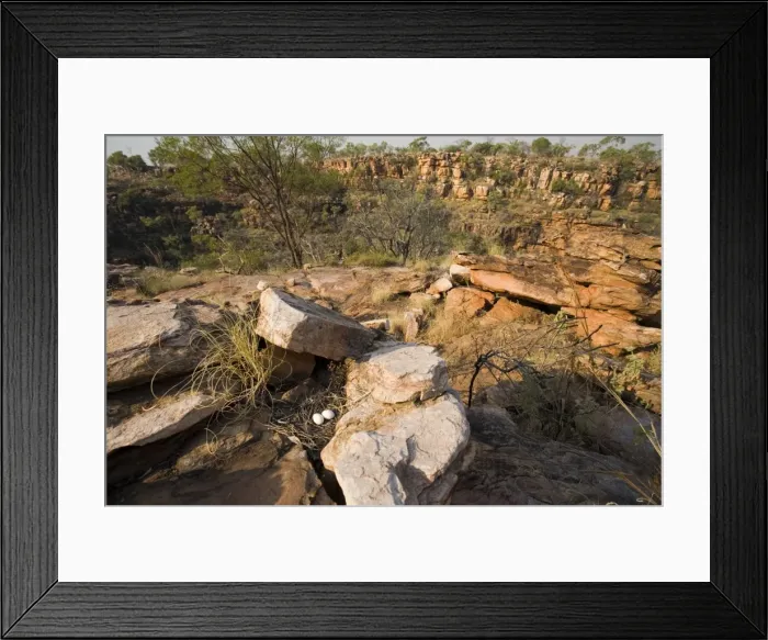 Framed Print : White-quilled Rock-Pigeon nest Near the edge of Manning Gorge, Mt Barnett, Gibb River Road, Kimberley, Western Australia. White-quilled Rock-Pigeons are restricted to the Kimberley Framed Print : White-quilled Rock-Pigeon nest Near the edge of Manning Gorge, Mt Barnett, Gibb River Road, Kimberley, Western Australia. White-quilled Rock-Pigeons are restricted to the Kimberley