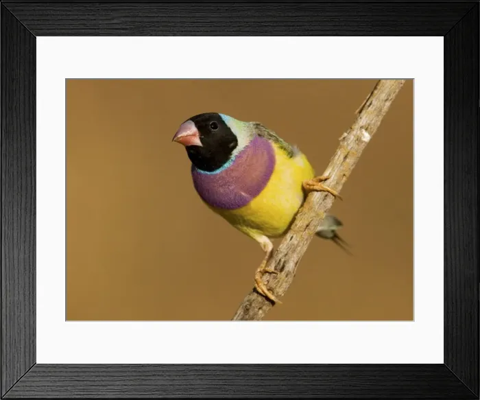 Framed Print : Gouldian Finch black-headed morph perched About 75% of the population are black-headed morphs. Gouldian Finches occur across the Top End from the Kimberley to the far north of Queensland but in much smaller numbers than previously Framed Print : Gouldian Finch black-headed morph perched About 75% of the population are black-headed morphs. Gouldian Finches occur across the Top End from the Kimberley to the far north of Queensland but in much smaller numbers than previously