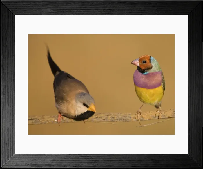 Framed Print : Gouldian Finch red-headed morph and Long-tailed Finch About 24% of the population are red-headed morphs. Gouldian Finches occur across the Top End from the Kimberley to the far north of Queensland but in much smaller numbers than Framed Print : Gouldian Finch red-headed morph and Long-tailed Finch About 24% of the population are red-headed morphs. Gouldian Finches occur across the Top End from the Kimberley to the far north of Queensland but in much smaller numbers than