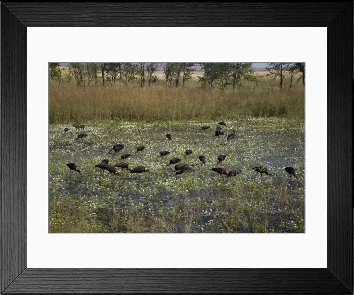Framed Print : Glossy Ibises feeding in a shallow wetland A cosmopolitan species. Found across Australia in suitable wetlands. Feeding in Parry Lagoons near Wyndham, Western Australia Framed Print : Glossy Ibises feeding in a shallow wetland A cosmopolitan species. Found across Australia in suitable wetlands. Feeding in Parry Lagoons near Wyndham, Western Australia