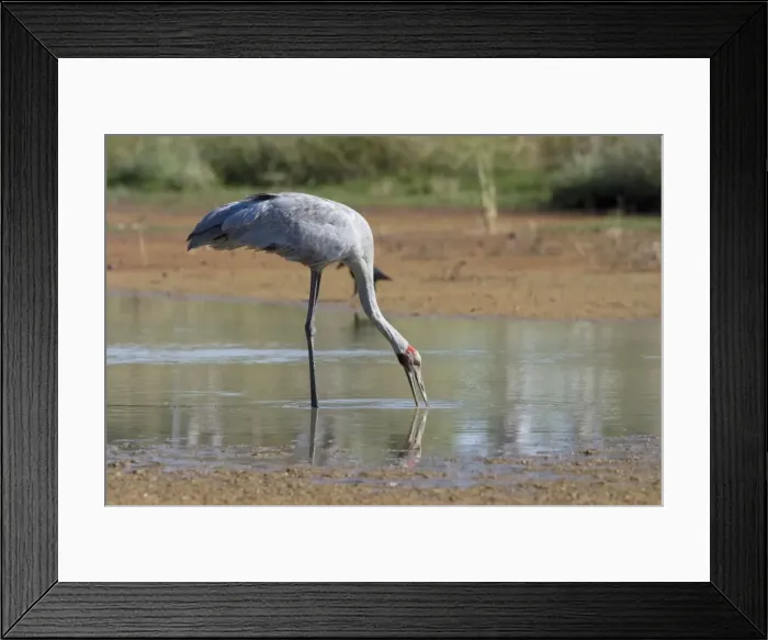 Framed Print : Brolga Common across northern and eastern Australia where it inhabits open country and wetlands. At Mt Barnett water treatment plant, Kimberley, Western Australia Framed Print : Brolga Common across northern and eastern Australia where it inhabits open country and wetlands. At Mt Barnett water treatment plant, Kimberley, Western Australia