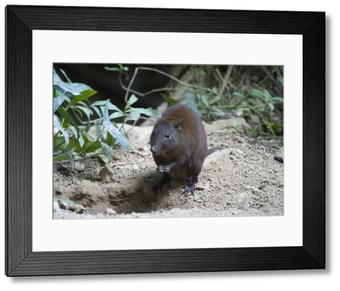 Framed Print : Musky Rat-kangaroo Inhabits rainforest in a restricted area of far north Queensland, Australia. This is the smallest macropod. At Kuranda, Atherton Tableland Framed Print : Musky Rat-kangaroo Inhabits rainforest in a restricted area of far north Queensland, Australia. This is the smallest macropod. At Kuranda, Atherton Tableland