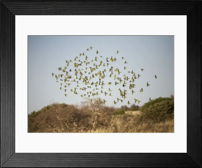 Framed Print : Budgerigars approaching a waterhole Well 33 on the Canning Stock Route, Great Sandy Desert, Western Australia Framed Print : Budgerigars approaching a waterhole Well 33 on the Canning Stock Route, Great Sandy Desert, Western Australia