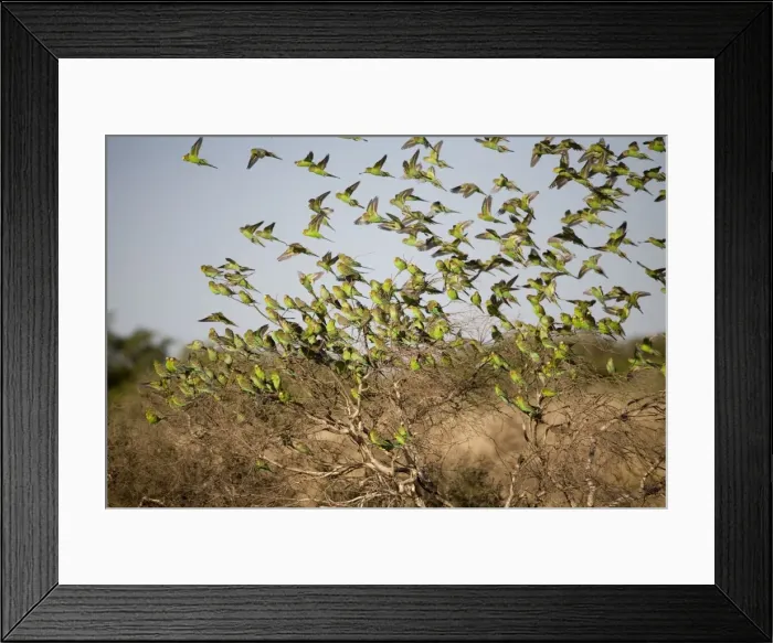 Framed Print : Budgerigars approaching a waterhole Well 33 on the Canning Stock Route, Great Sandy Desert, Western Australia Framed Print : Budgerigars approaching a waterhole Well 33 on the Canning Stock Route, Great Sandy Desert, Western Australia