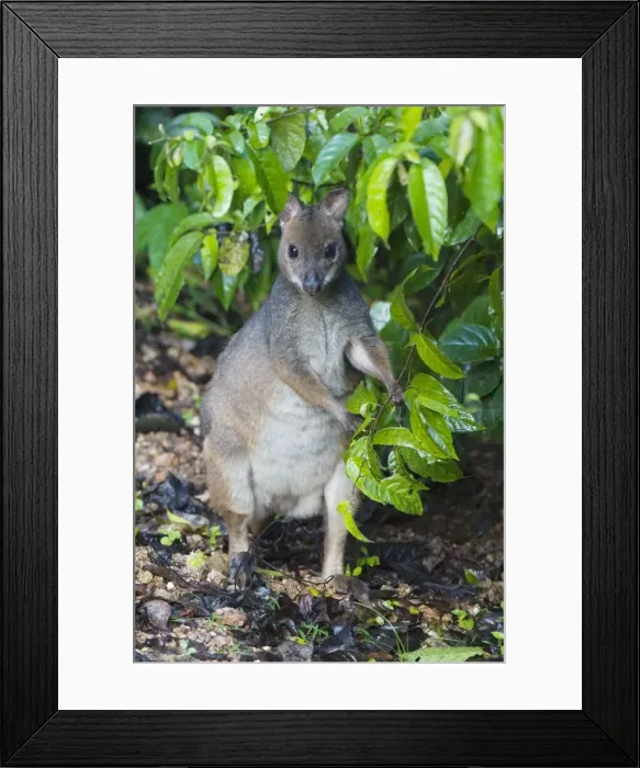 Framed Print : Red-legged Pademelon A shy, secretive, solitary species found sparsely distributed in rainforests, wet eucalypt forests and vine thickets from Cape York to central New South Wales, Australia Framed Print : Red-legged Pademelon A shy, secretive, solitary species found sparsely distributed in rainforests, wet eucalypt forests and vine thickets from Cape York to central New South Wales, Australia