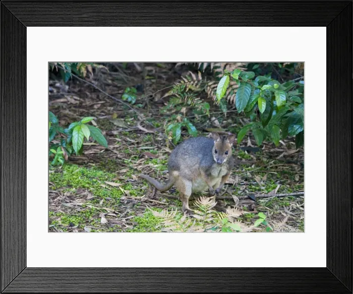 Framed Print : Red-legged Pademelon A shy, secretive, solitary species found sparsely distributed in rainforests, wet eucalypt forests and vine thickets from Cape York to central New South Wales, Australia Framed Print : Red-legged Pademelon A shy, secretive, solitary species found sparsely distributed in rainforests, wet eucalypt forests and vine thickets from Cape York to central New South Wales, Australia