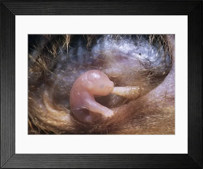 Framed Print : Brushtail Possum - newly born in semi-foetal state, suckling in mothers pouch. New Zealand Framed Print : Brushtail Possum - newly born in semi-foetal state, suckling in mothers pouch. New Zealand